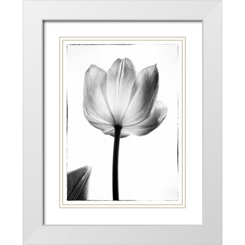 Translucent Tulips I White Modern Wood Framed Art Print with Double Matting by Van Swearingen, Debra