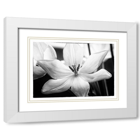Translucent Tulips IV White Modern Wood Framed Art Print with Double Matting by Van Swearingen, Debra