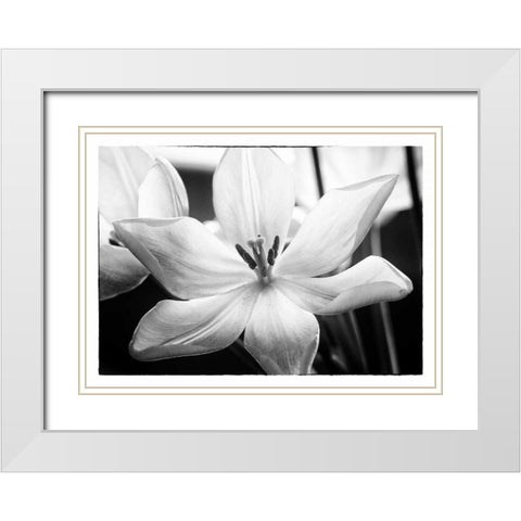 Translucent Tulips IV White Modern Wood Framed Art Print with Double Matting by Van Swearingen, Debra