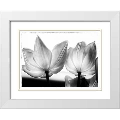 Translucent Tulips V White Modern Wood Framed Art Print with Double Matting by Van Swearingen, Debra