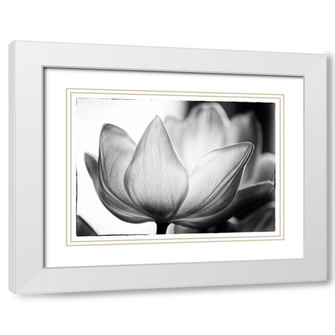 Translucent Tulips VI White Modern Wood Framed Art Print with Double Matting by Van Swearingen, Debra