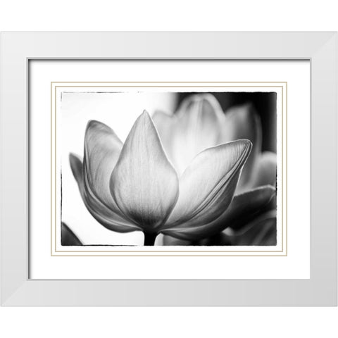 Translucent Tulips VI White Modern Wood Framed Art Print with Double Matting by Van Swearingen, Debra