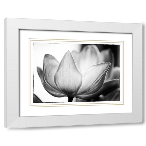 Translucent Tulips VI White Modern Wood Framed Art Print with Double Matting by Van Swearingen, Debra