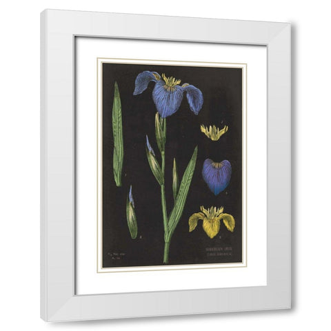 Iris Chart White Modern Wood Framed Art Print with Double Matting by Schlabach, Sue