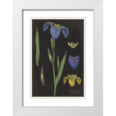 Iris Chart White Modern Wood Framed Art Print with Double Matting by Schlabach, Sue