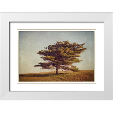 Windward Tree White Modern Wood Framed Art Print with Double Matting by Gendreau, Katherine
