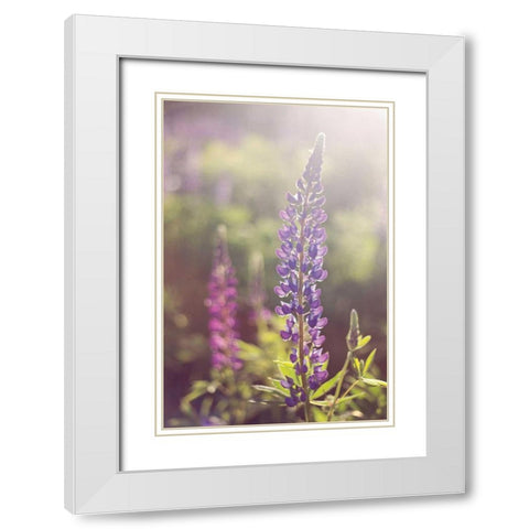 Lupine Flare White Modern Wood Framed Art Print with Double Matting by Gendreau, Katherine