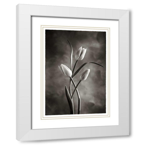 TwoTone Tulips VII White Modern Wood Framed Art Print with Double Matting by Van Swearingen, Debra