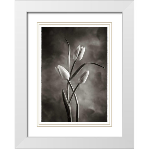 TwoTone Tulips VII White Modern Wood Framed Art Print with Double Matting by Van Swearingen, Debra