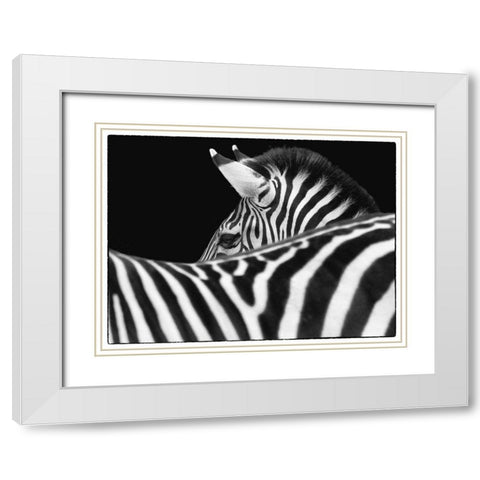 Zebra III White Modern Wood Framed Art Print with Double Matting by Van Swearingen, Debra