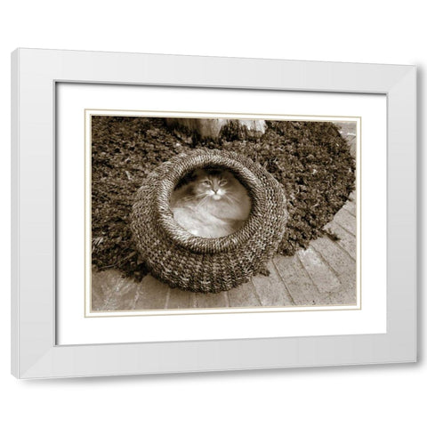 Cat in a Basket White Modern Wood Framed Art Print with Double Matting by Dratfield, Jim