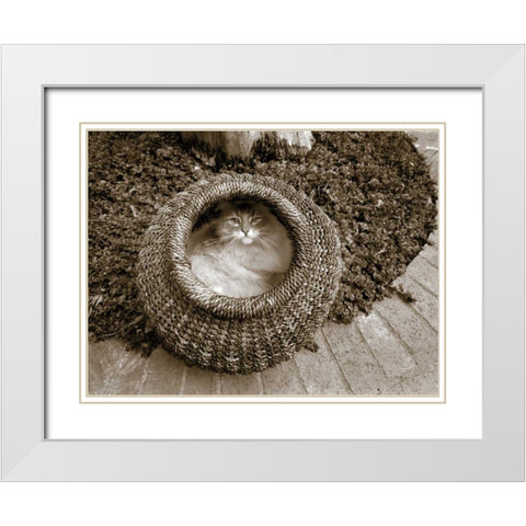 Cat in a Basket White Modern Wood Framed Art Print with Double Matting by Dratfield, Jim