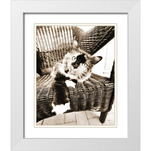 Kitty IV White Modern Wood Framed Art Print with Double Matting by Dratfield, Jim