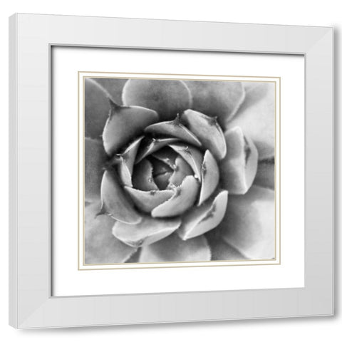 Garden Succulent II White Modern Wood Framed Art Print with Double Matting by Marshall, Laura