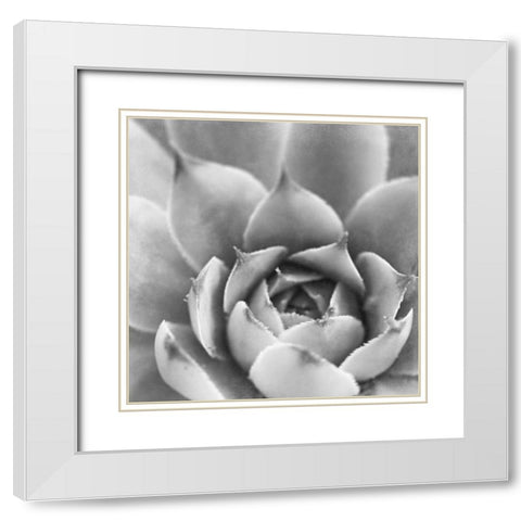 Garden Succulent III White Modern Wood Framed Art Print with Double Matting by Marshall, Laura