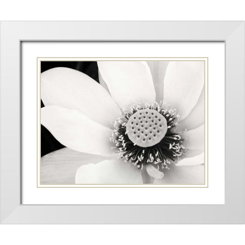 Lotus Flower IV White Modern Wood Framed Art Print with Double Matting by Van Swearingen, Debra