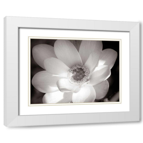 Lotus Flower V White Modern Wood Framed Art Print with Double Matting by Van Swearingen, Debra