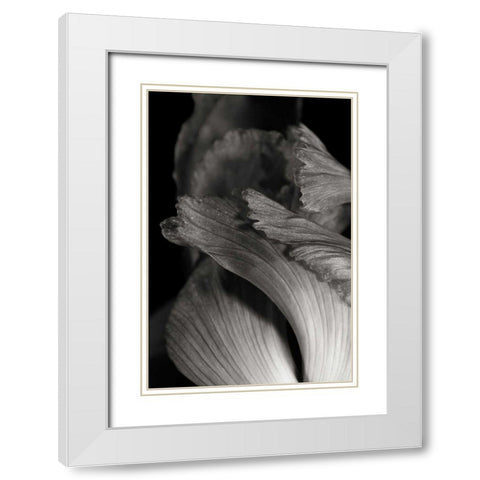 Iris Abstract I White Modern Wood Framed Art Print with Double Matting by Marshall, Laura