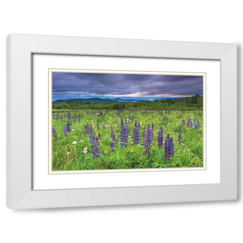 Lupine Sunrise White Modern Wood Framed Art Print with Double Matting by Gendreau, Katherine