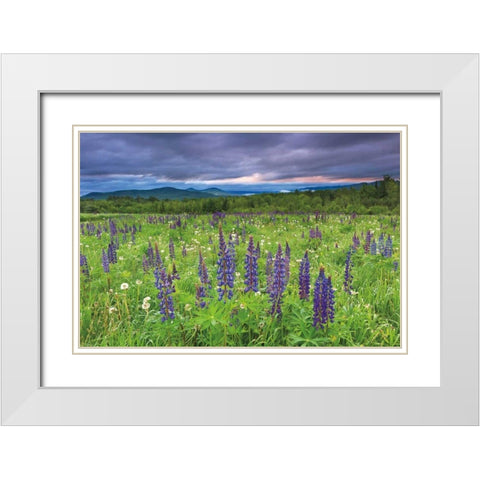 Lupine Sunrise White Modern Wood Framed Art Print with Double Matting by Gendreau, Katherine