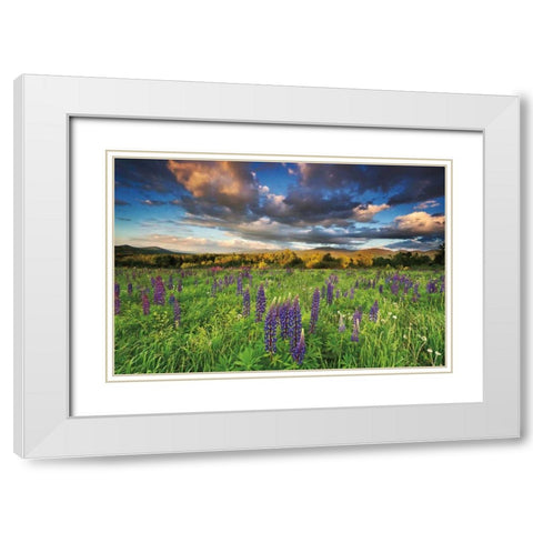 Lupine Sunset White Modern Wood Framed Art Print with Double Matting by Gendreau, Katherine