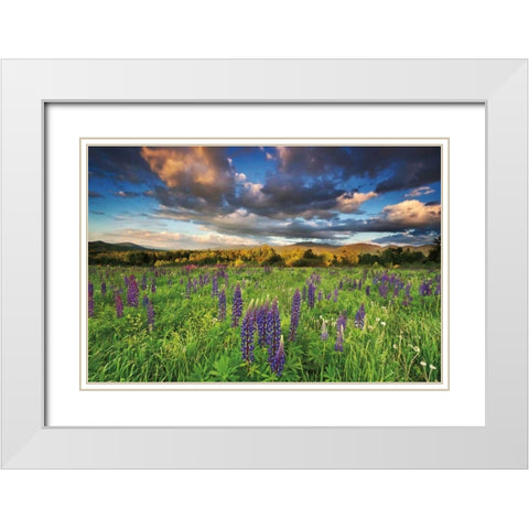Lupine Sunset White Modern Wood Framed Art Print with Double Matting by Gendreau, Katherine