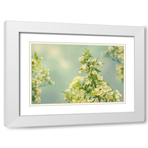 Spring Beauty II White Modern Wood Framed Art Print with Double Matting by Schlabach, Sue