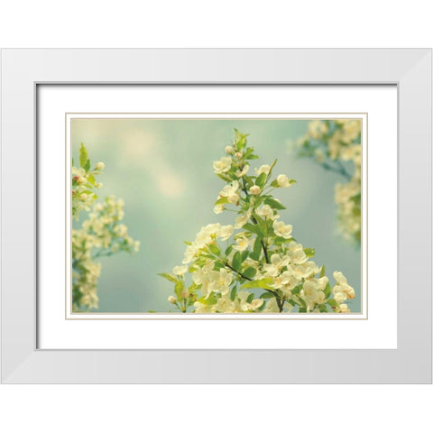 Spring Beauty II White Modern Wood Framed Art Print with Double Matting by Schlabach, Sue