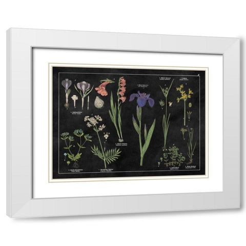Botanical Floral Chart II Black and White White Modern Wood Framed Art Print with Double Matting by Wild Apple Portfolio