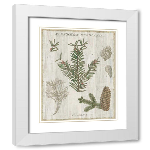 Woodland Chart II White Modern Wood Framed Art Print with Double Matting by Schlabach, Sue