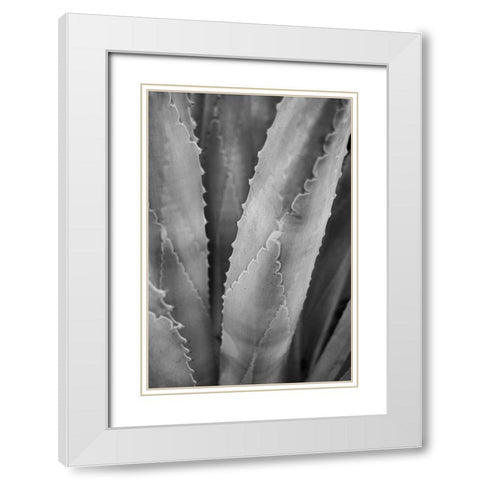 Abstract Agava I White Modern Wood Framed Art Print with Double Matting by Urquhart, Elizabeth