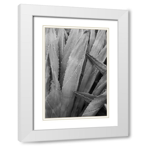 Abstract Agava II White Modern Wood Framed Art Print with Double Matting by Urquhart, Elizabeth