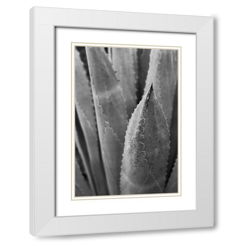 Abstract Agava III White Modern Wood Framed Art Print with Double Matting by Urquhart, Elizabeth