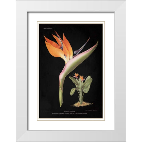 Strelitzia Reginoe on Black White Modern Wood Framed Art Print with Double Matting by Wild Apple Portfolio