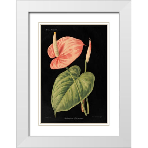 Anthurium Ferrierense on Black White Modern Wood Framed Art Print with Double Matting by Wild Apple Portfolio