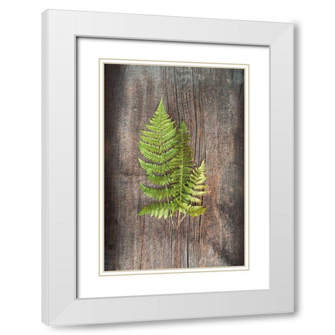 Woodland Fern III White Modern Wood Framed Art Print with Double Matting by Schlabach, Sue