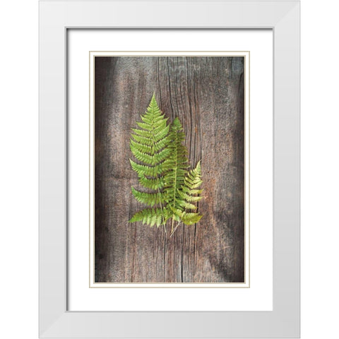 Woodland Fern III White Modern Wood Framed Art Print with Double Matting by Schlabach, Sue