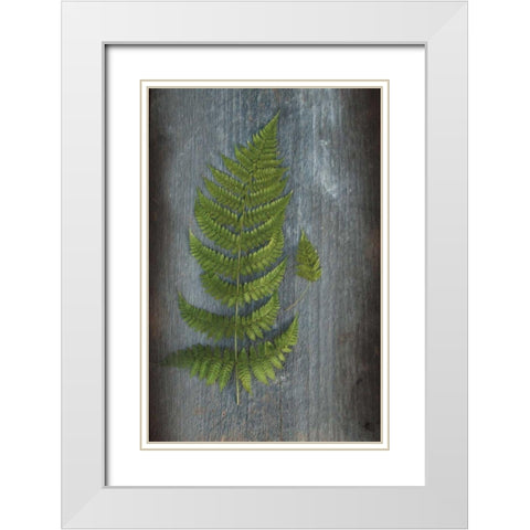 Woodland Fern V White Modern Wood Framed Art Print with Double Matting by Schlabach, Sue