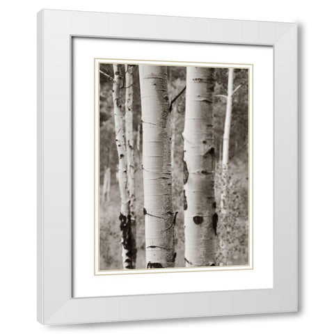 Aspens II White Modern Wood Framed Art Print with Double Matting by Van Swearingen, Debra