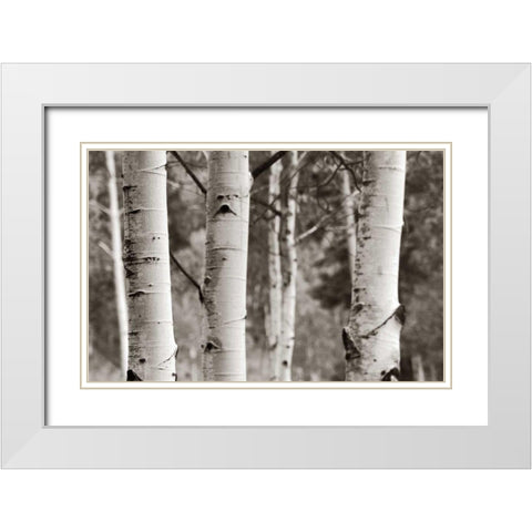 Aspens  IV White Modern Wood Framed Art Print with Double Matting by Van Swearingen, Debra