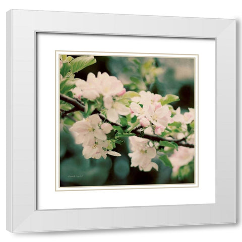 Apple Blossoms I Crop White Modern Wood Framed Art Print with Double Matting by Urquhart, Elizabeth