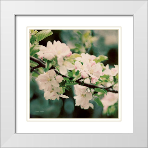 Apple Blossoms I Crop White Modern Wood Framed Art Print with Double Matting by Urquhart, Elizabeth