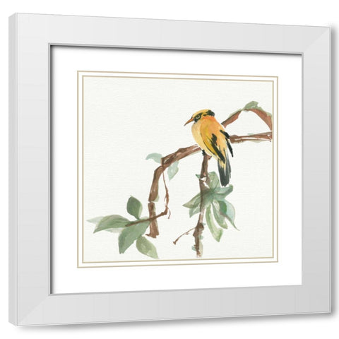 Black Napped Oriole White Modern Wood Framed Art Print with Double Matting by Paschke, Chris