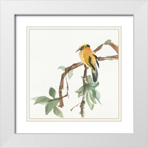 Black Napped Oriole White Modern Wood Framed Art Print with Double Matting by Paschke, Chris