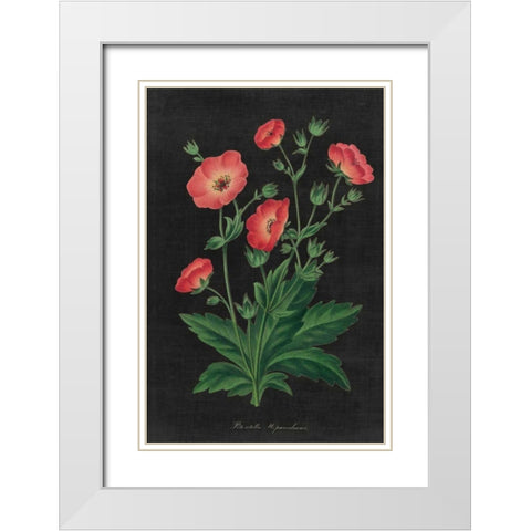 Botanical on Black Chart XII White Modern Wood Framed Art Print with Double Matting by Wild Apple Portfolio