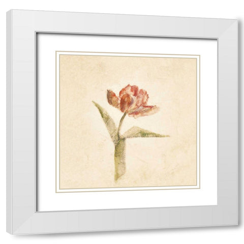 Flaming Parrot Tulip on White Crop White Modern Wood Framed Art Print with Double Matting by Blum, Cheri
