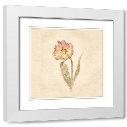 May Wonder Tulip on White Crop White Modern Wood Framed Art Print with Double Matting by Blum, Cheri