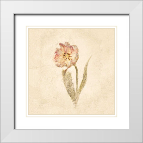 May Wonder Tulip on White Crop White Modern Wood Framed Art Print with Double Matting by Blum, Cheri