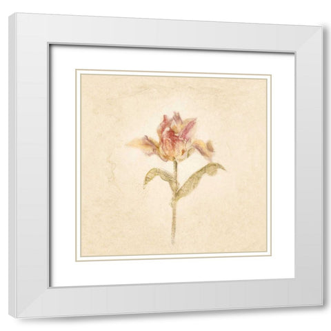 Zoomer Schoon Tulip on White Crop White Modern Wood Framed Art Print with Double Matting by Blum, Cheri