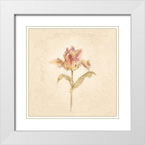 Zoomer Schoon Tulip on White Crop White Modern Wood Framed Art Print with Double Matting by Blum, Cheri